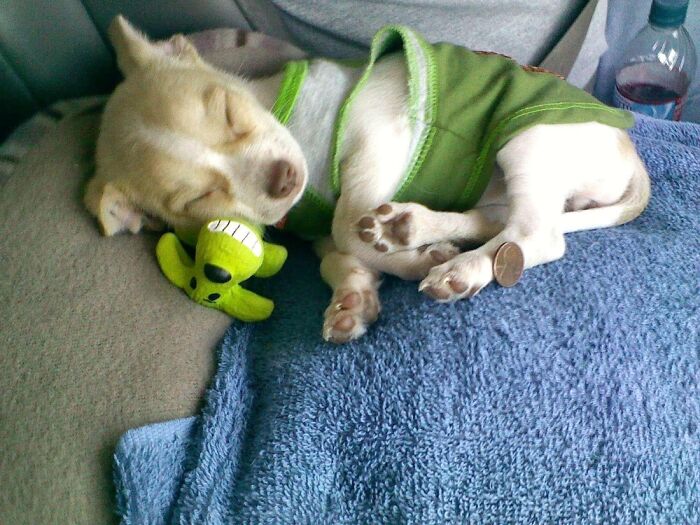 Cora Belle On Her Ride Home.