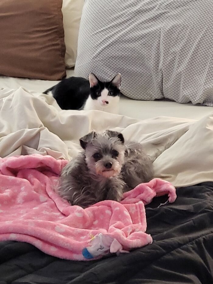 My Babies, Eldin And Gomez.