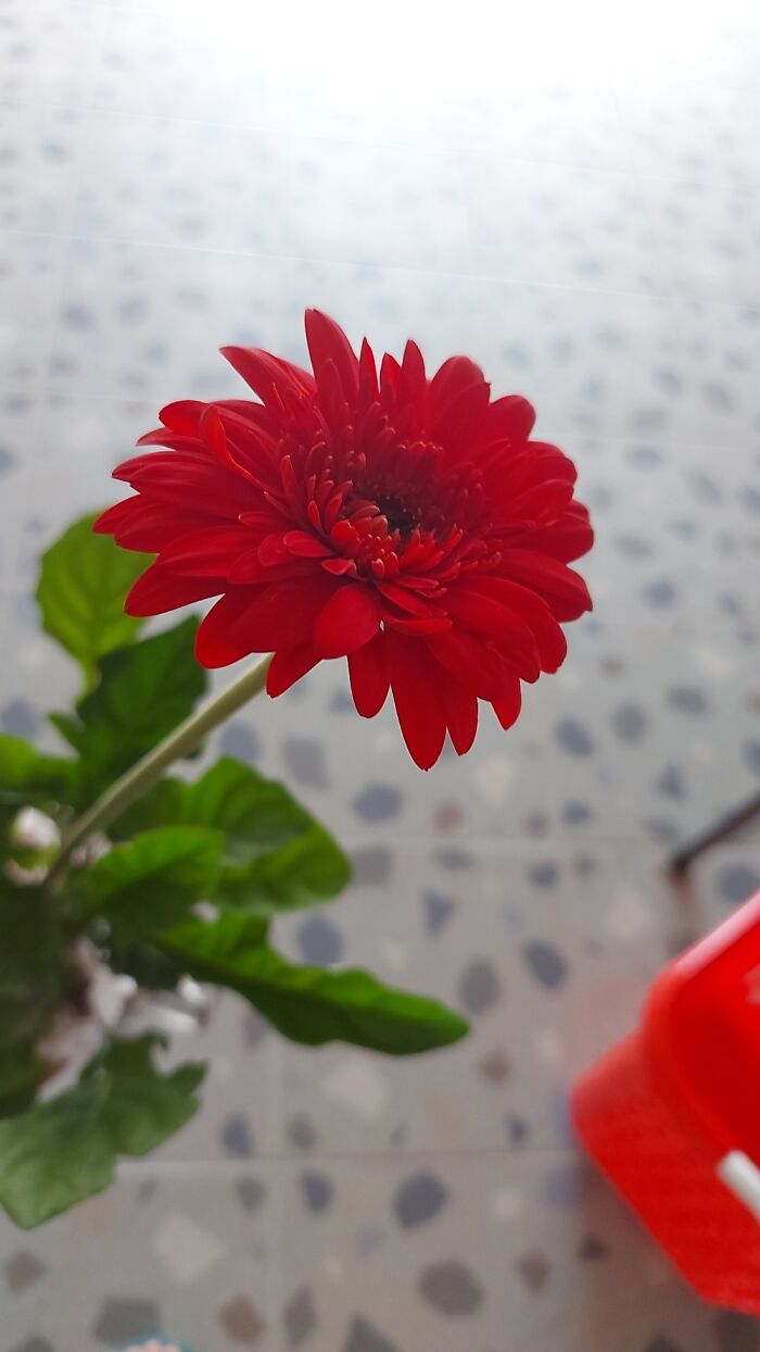 Potted Gerbera