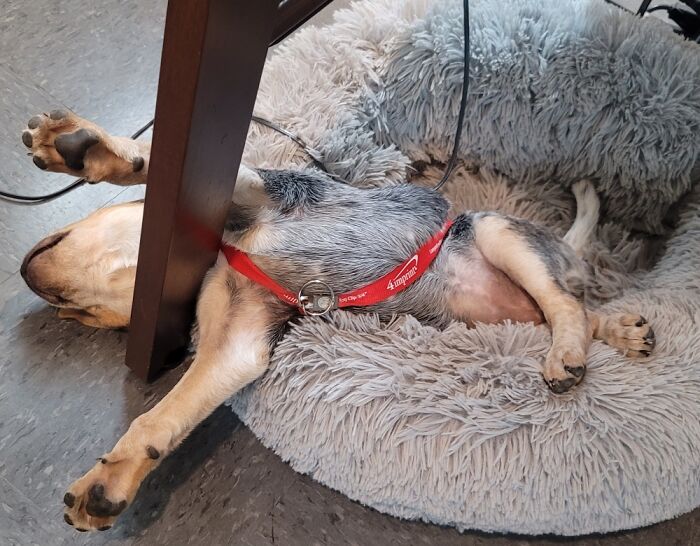 Nobody Naps Like Tequila Naps