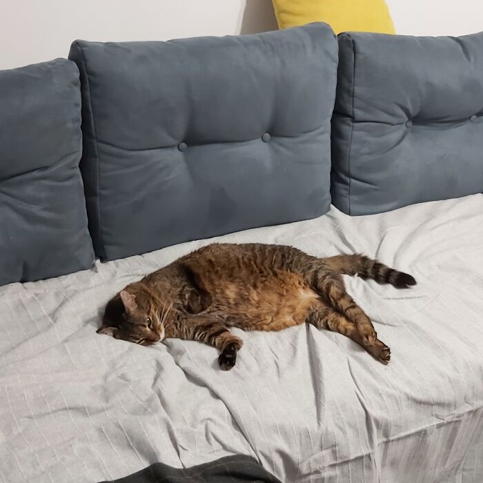 Cosita. One Front Leg Missing And Others Badly Injured. She Loved Sleeping, Died In August 2021