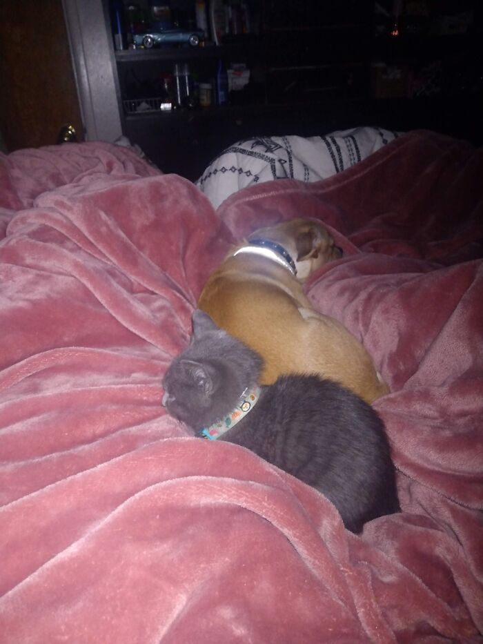 Spikey And Bowie. The Kitty Gone Too Soon, So Sad