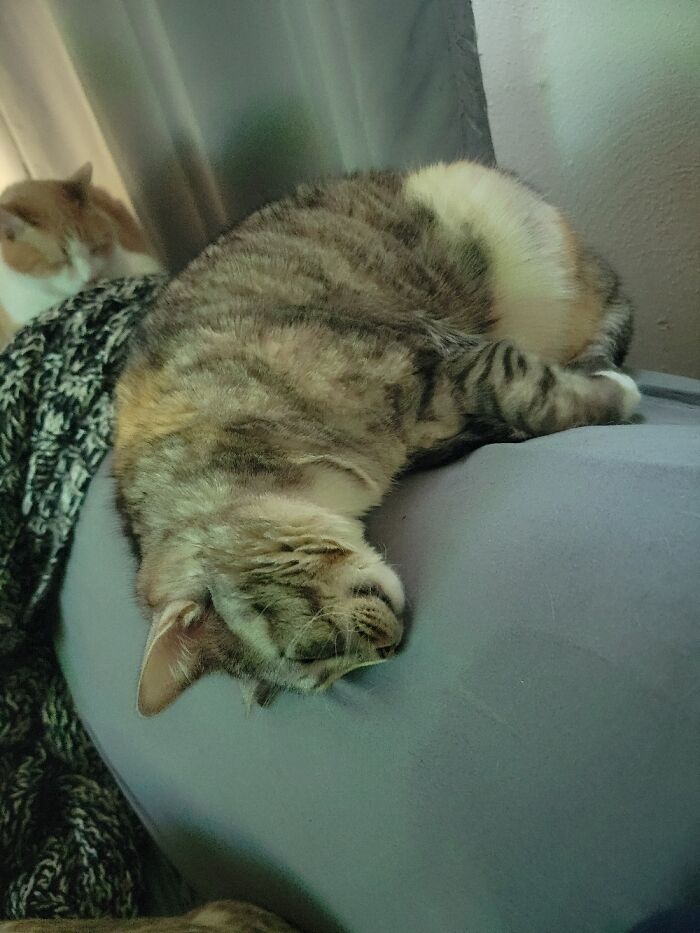 She Was The Tiny Of The Litter, So Many Things Wrong. We Saved Her. Esmeralda