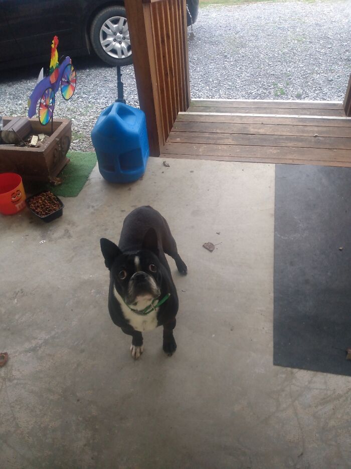 Oscar: Boston Terrier Screw-Tail That Doesn't Understand Gas Prices.