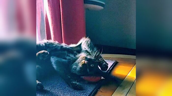 Cinder Having An Existential Crisis In The Middle Of Playing.