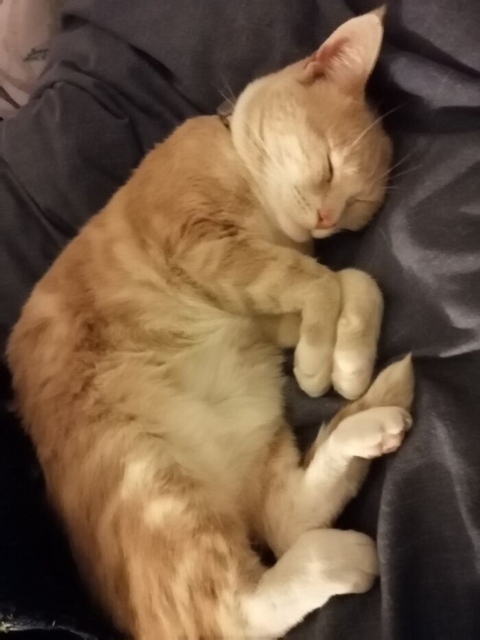 Caramel. Born Sometime In 2019. Two Years In Her Forever Home.