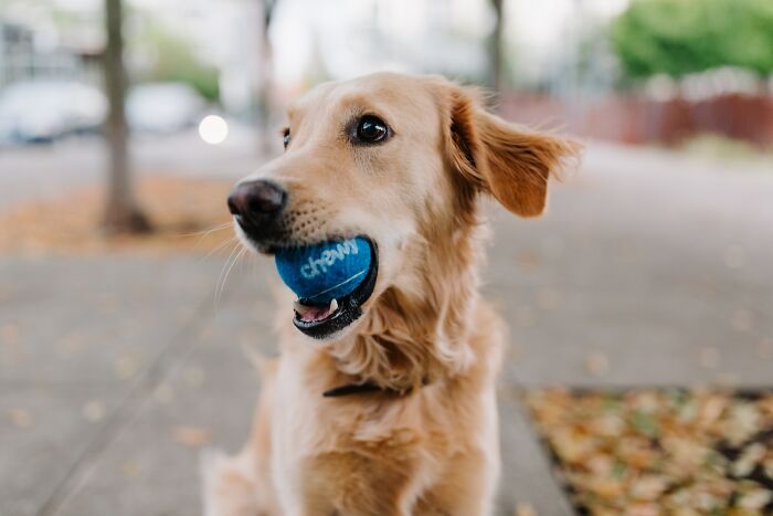 20 Mascotas que sorprendieron a sus dueños demostrando lo inteligentes que pueden llegar a ser