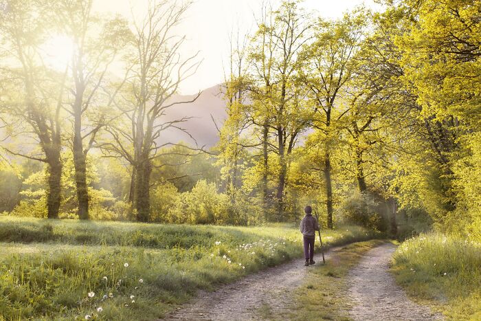 Person walking on a sunlit forest path surrounded by trees, symbolizing experiences of people who came back to life.