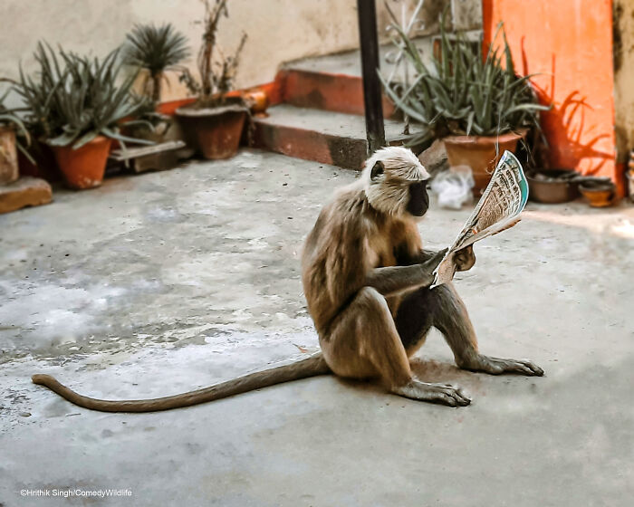 Langur reading newspaper on patio, featured in Comedy Wildlife Photography Awards season launch.