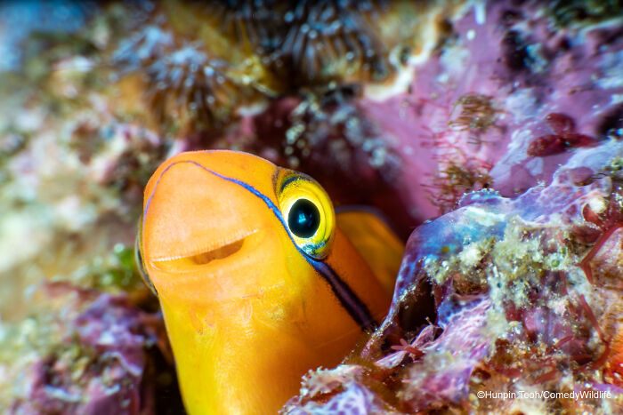 Colorful fish peeking from coral, featured in Comedy Wildlife Photography Awards 2022 launch.