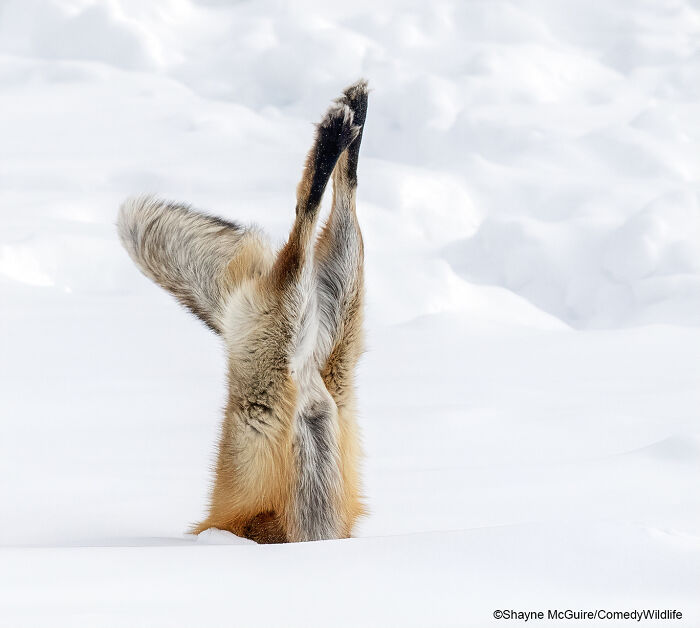 Fox diving into snow, showcasing a humorous moment from the Comedy Wildlife Photography Awards.