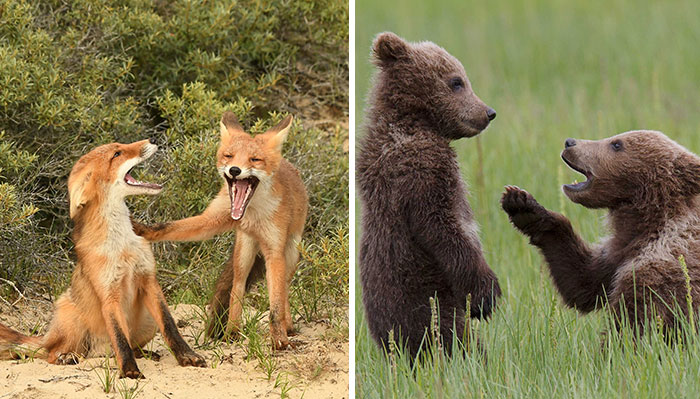 Comedy Wildlife Photography Awards Launch New 2022 Season With 10 Never-Before-Seen Pics From 2021