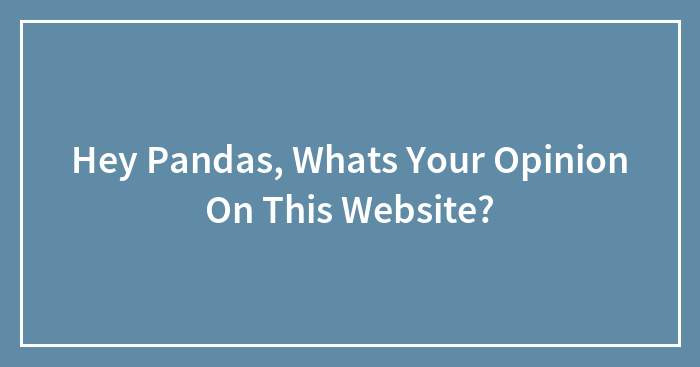 Hey Pandas, Whats Your Opinion On This Website? (Closed)