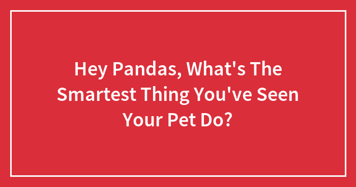 Hey Pandas, What’s The Smartest Thing You’ve Seen Your Pet Do? (Closed)