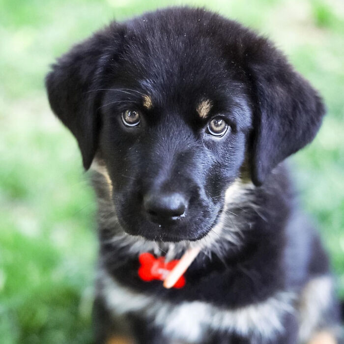 I Spent 1 Year Taking Pictures Of My Shepsky Rotty Puppy, And Here Are The 14 Best Ones