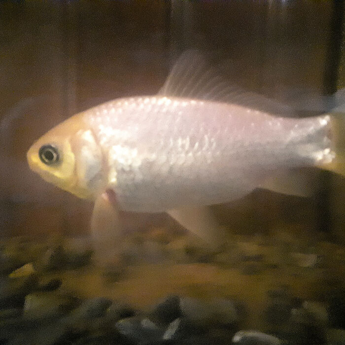 Hey Pandas, Post A Picture Of Your Senior Pet (Closed)