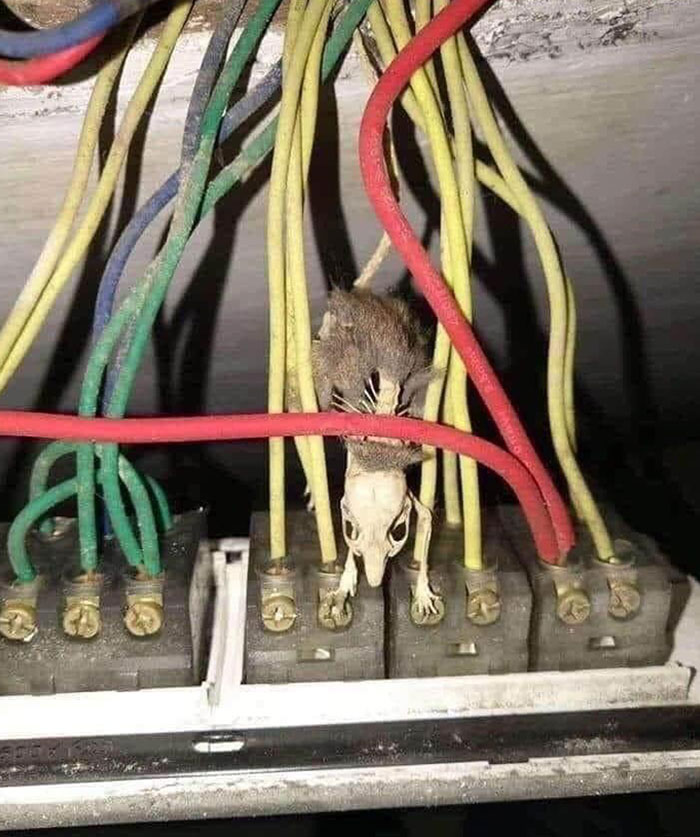 My Mom's Neighbor Has A Wasp Nest That Has Grown Around The Flood Lights On Their Garage. Sleep Tight