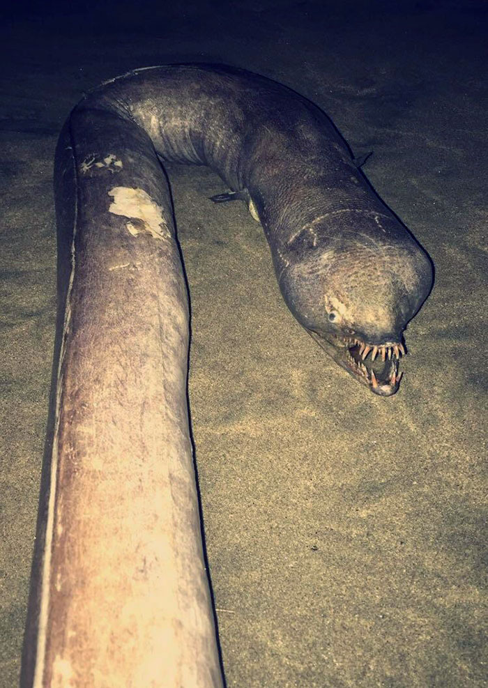The Most Metal Eel Ever