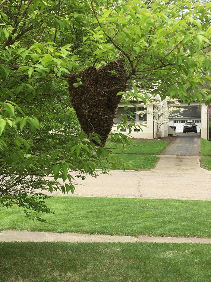 Bees Show Up Here Every Year. Stay For A Few Hours And Leave. No Hive