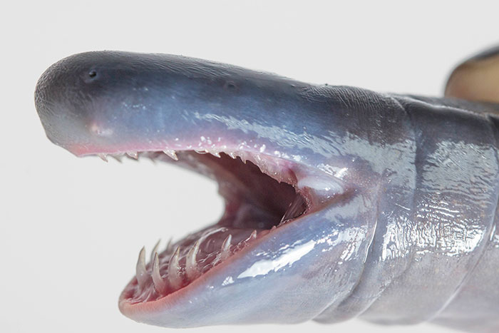 Recent Photograph Made Me Search My Photo Archive For This Impressive Caecilia Abitaguae