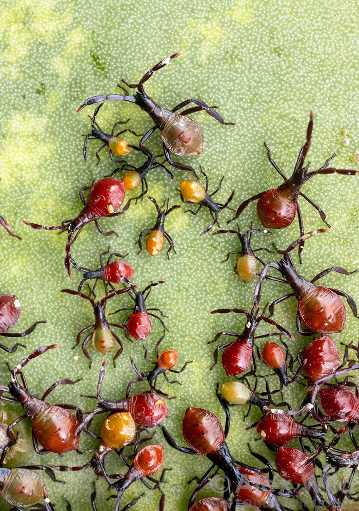 A Skittle Of Cactus Bugs, Is What I'm Choosing To Call This Aggregation