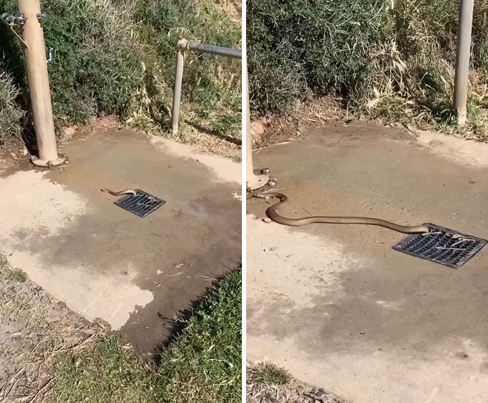 Brown Snake Squeezing Out Of The Shower Grid