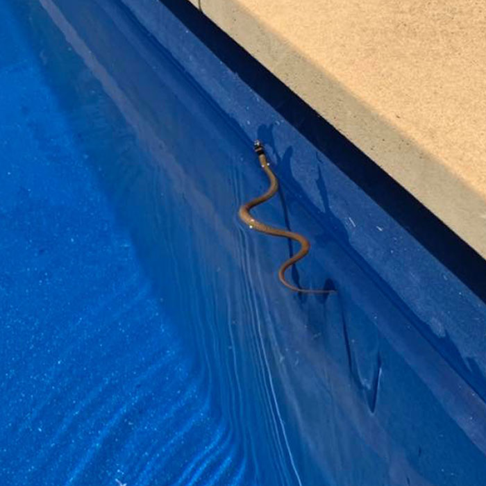 Hatchling Eastern Brown Thought It Was A Nice Day For A Swim In Mawson Lakes Today