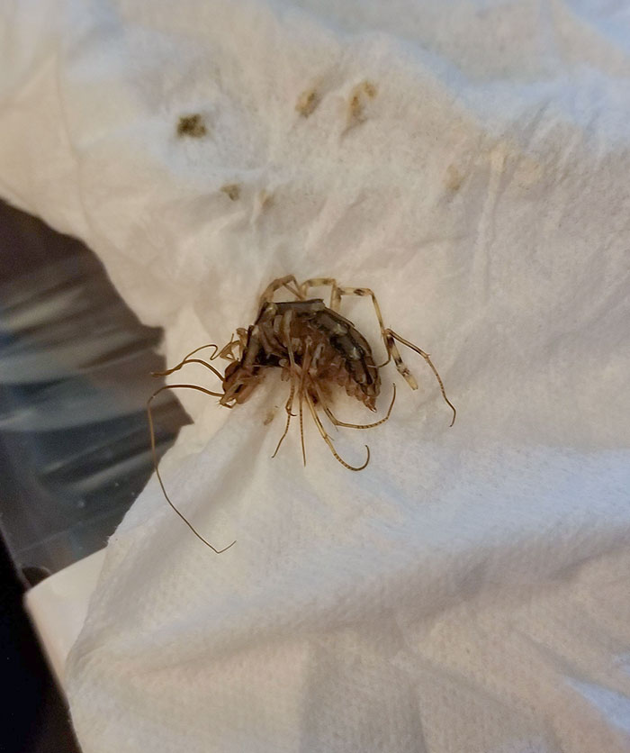 In My Dream, I Was Being Tickled By A Feather. On My Cheek. Ended Up Finding This In My Sheets In The Morning