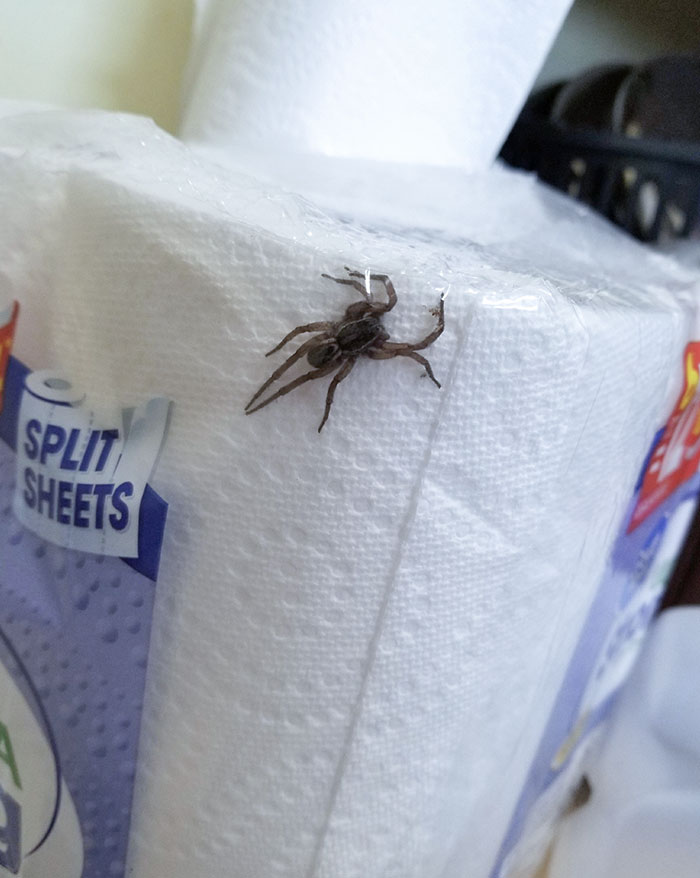 Went To Grab A Paper Towel Roll