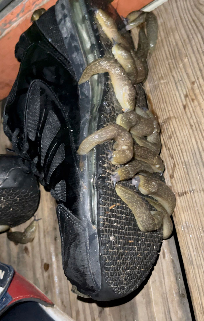I Have Been Losing My Mind Over How My Work Shoes Are Always Spotless In The Morning After Being Out On My Porch Overnight