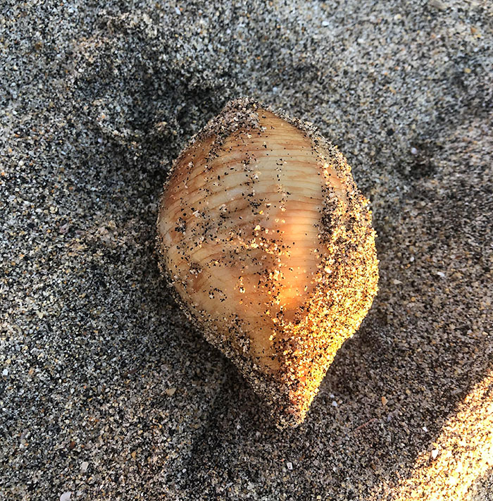 It's A Sweet Potato Sea Cucumber. Seagulls Were Eating The Insides And It Looked Bloody