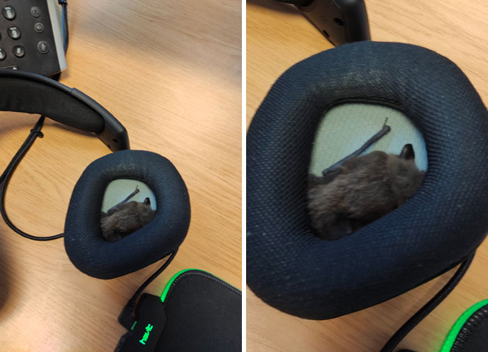 Started Work This Morning, Put My Headset On, Felt Something Furry In My Ear, Looked And There Is A Bat In My Headset