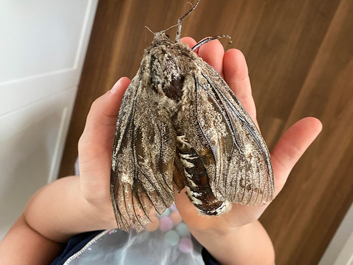 This 5-Inch Moth We Found In Our House Yard Today