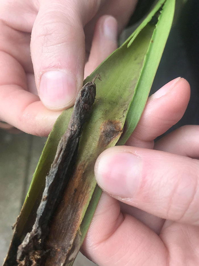 A Lizard Has Been Ingested By My Carnivorous Pitcher Plant. Plant:1 Lizard:0