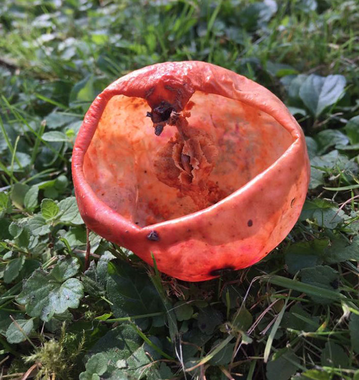 Apple That Was Eaten By Wasps And Hornets