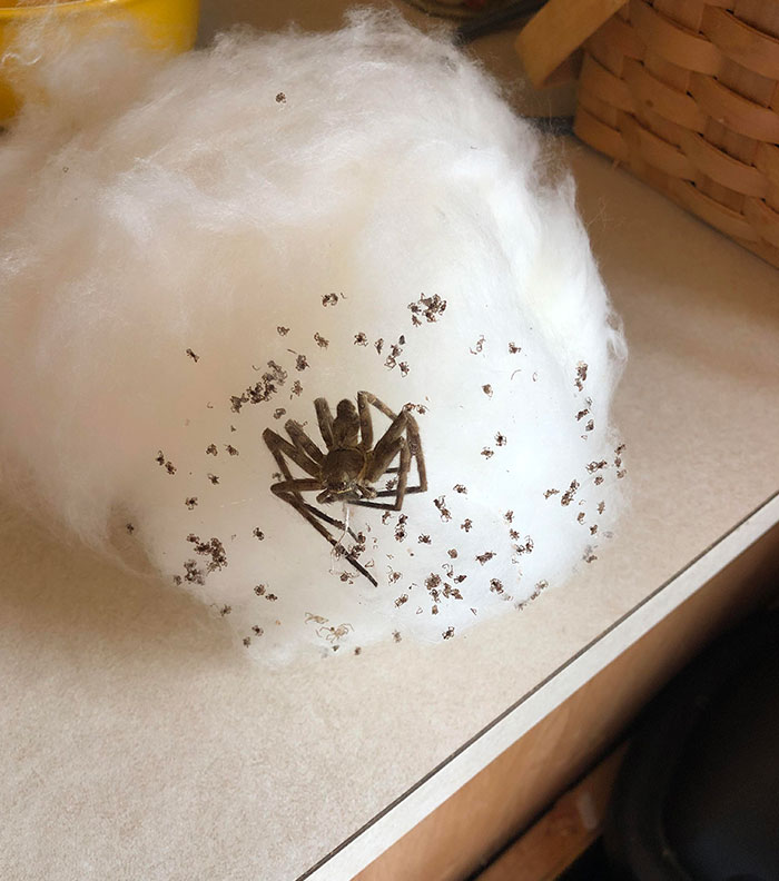 Found This In The Filling Of The Tube I Bought For The Chinchilla. Mommy And Babies Were All Dead