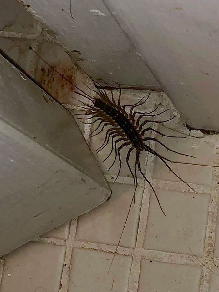 This Centipede Thing