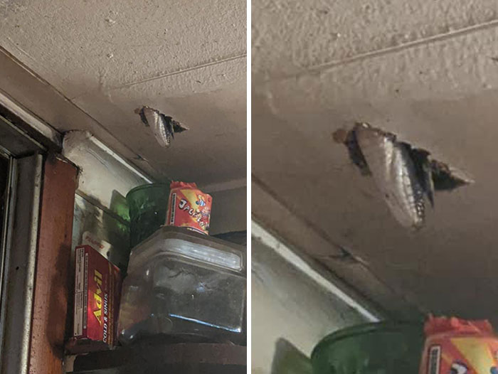 Ceiling Snake