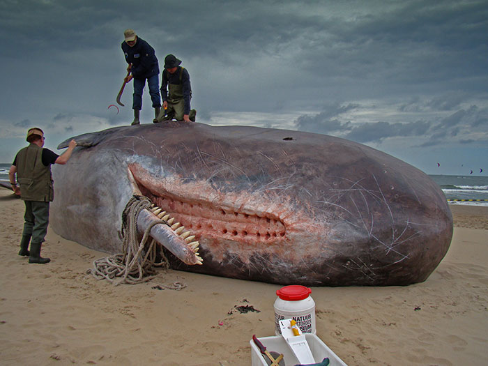 The Upper Jaw Of A Cachalot (Sockets To Fit Their Lower Teeth Into)