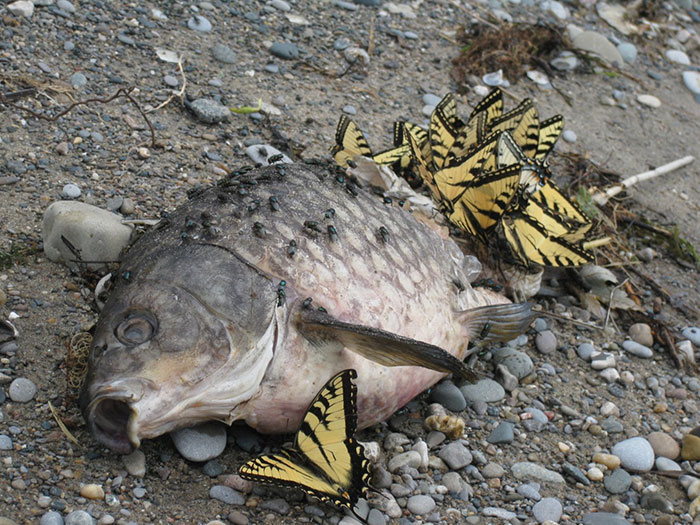 Butterflies Often Feed From Decaying Animals, Rotten Fruits, Blood, Animal Feces And Urine