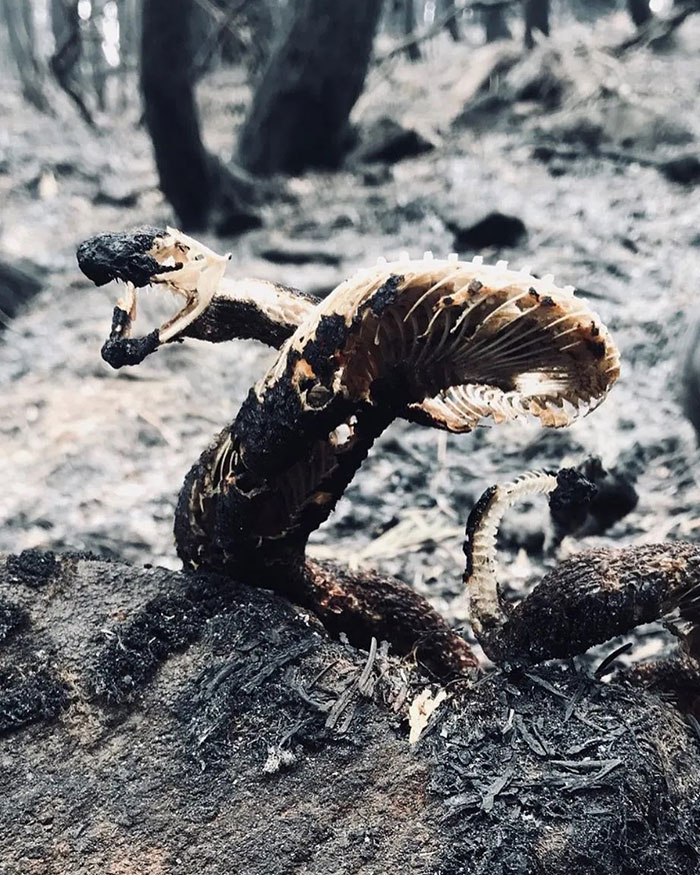 A Rattlesnake That Went Down Fighting Against California Wildfires