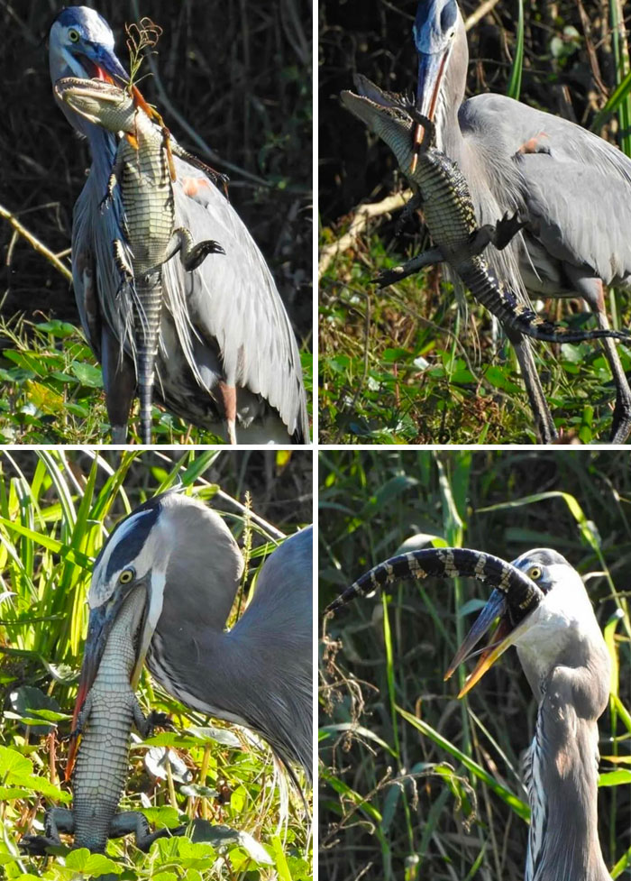 Heron Likes A Bit Of Crocodilian Dinner