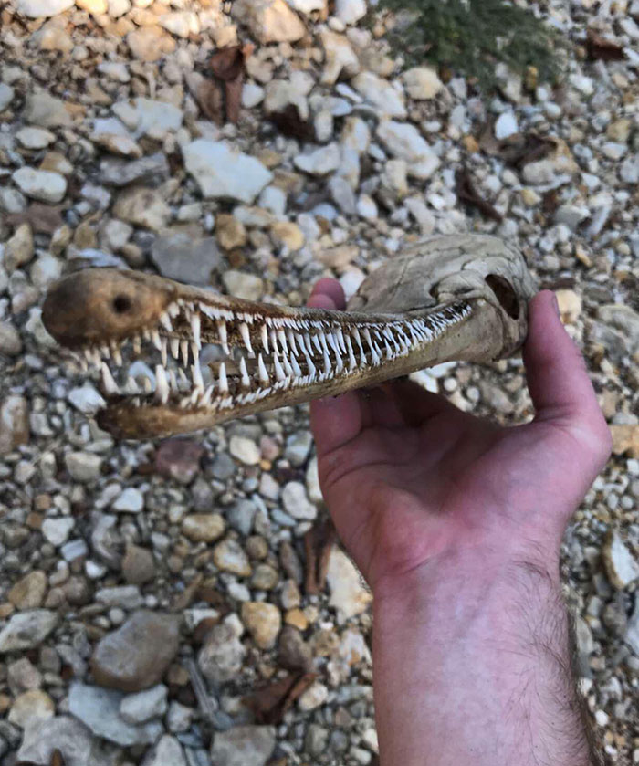Alligator Gar Skull I Found While Hiking Today