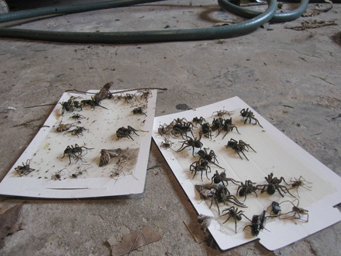 I Put These Bug Traps Down 2 Days Ago. Just Wanted To Check In Before I Burn The House Down