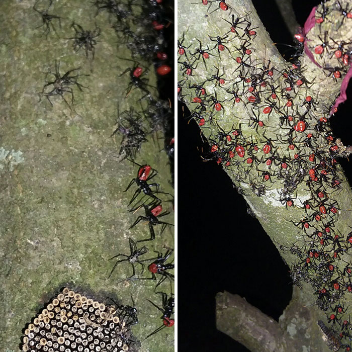 Assassin Bug Babies On A Death March Out Of Their Egg Clutch. Scary