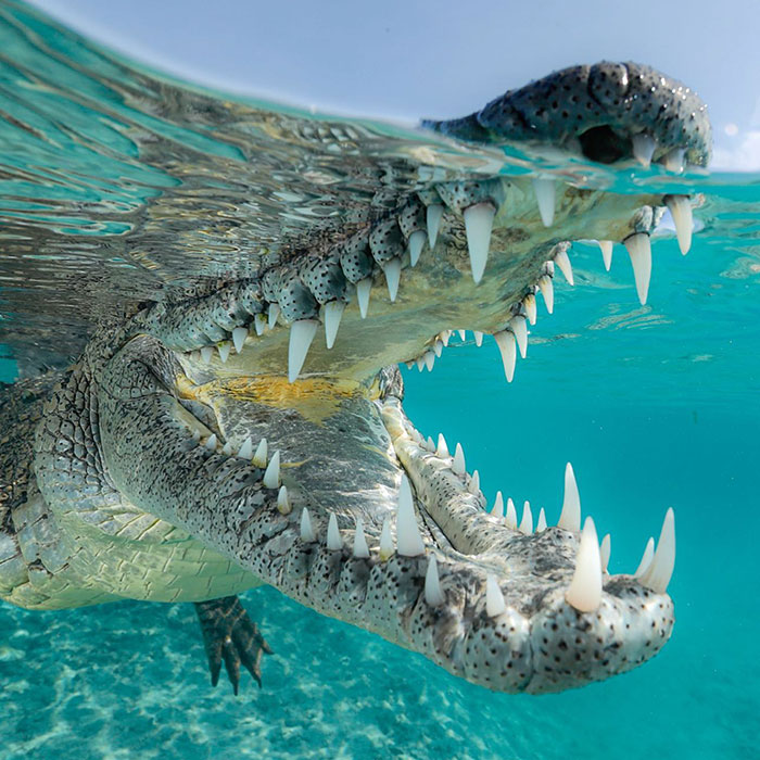 Damn Nature, You Scary