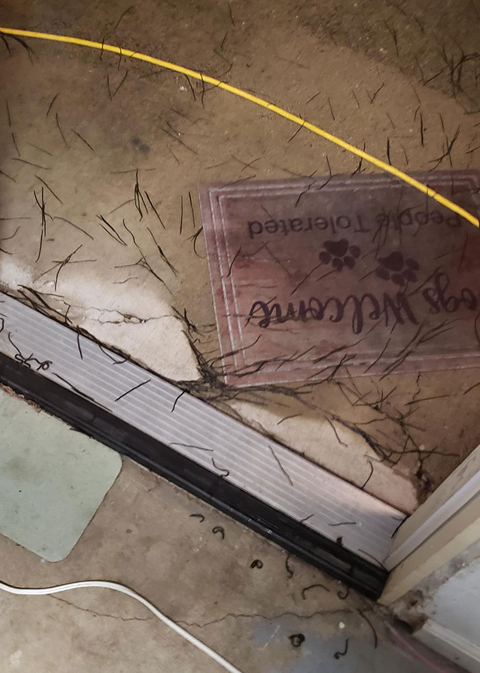 A Thousand Black Like Worms At My Doorstep Anyone Know What They Are?