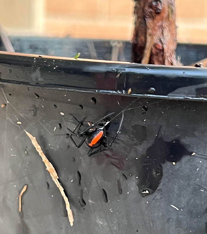 I Touched This While Removing The Fallen Leaves Off My Plant. I’m Calling It A Day