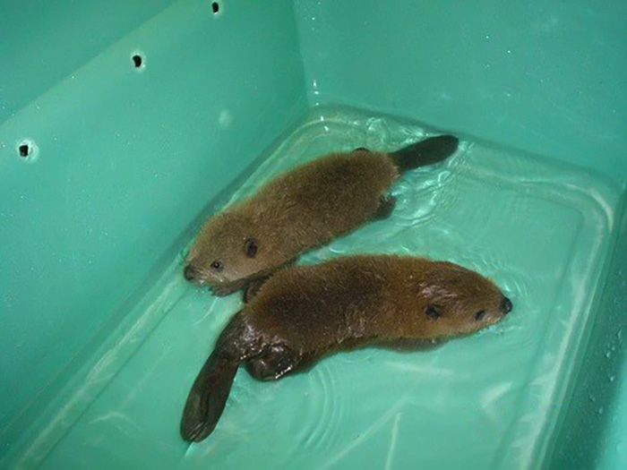 Needs More Baby Beavers