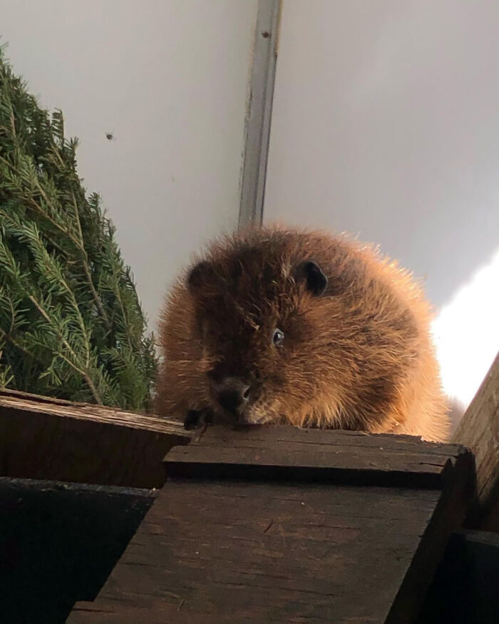 The Injured Young Beaver